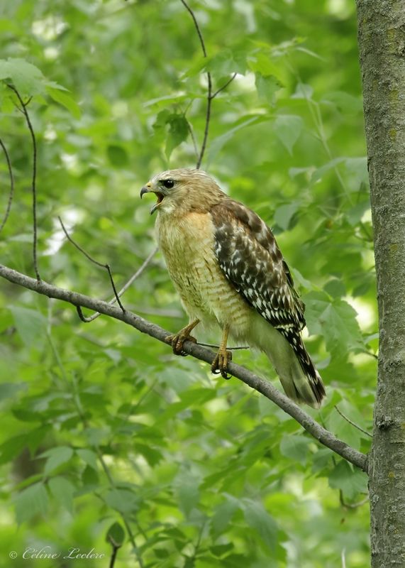Buse  paulettes Y3A3975 - Red-shouldered Hawk