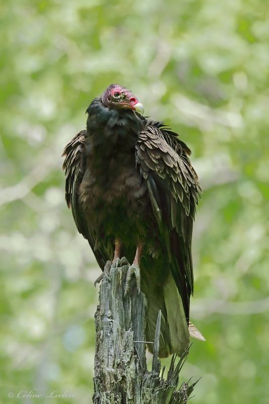 Urubu  tte rouge Y3A4192 - Turkey Vulture