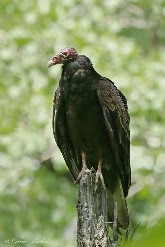 Urubu  tte rouge Y3A4183 - Turkey Vulture