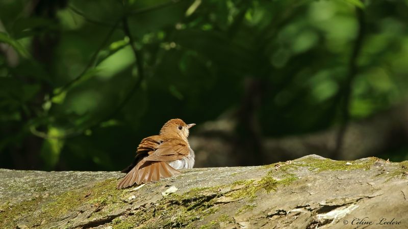 Grive fauve Y3A4242 - Veery