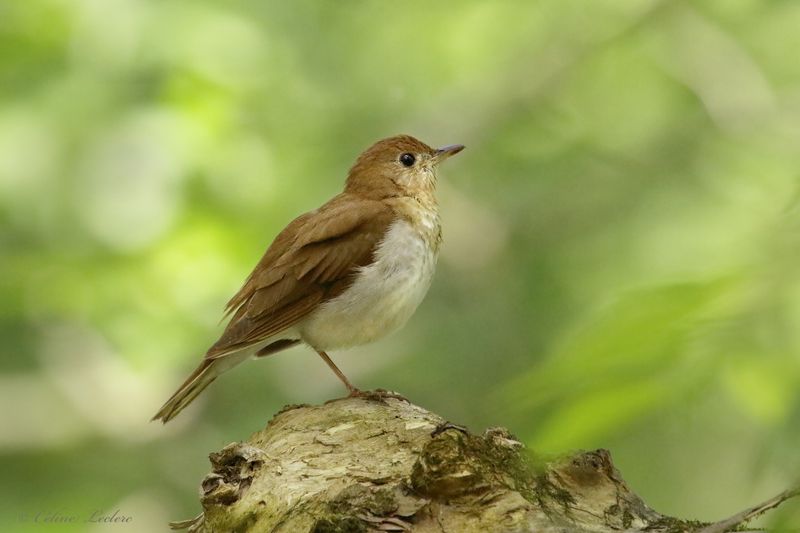 Grive fauve Y3A4273 - Veery