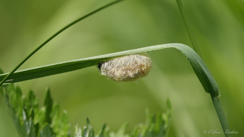 Cocon Y3A443 - Cocoon
