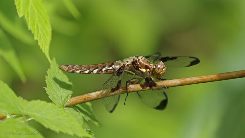 Libellule lydienne Y3A4358 - Common Whitetail Skimmer