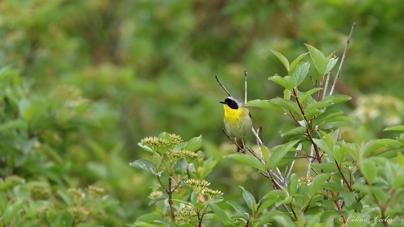 Paruline masquée Y3A4546 - Common Yellowthroat