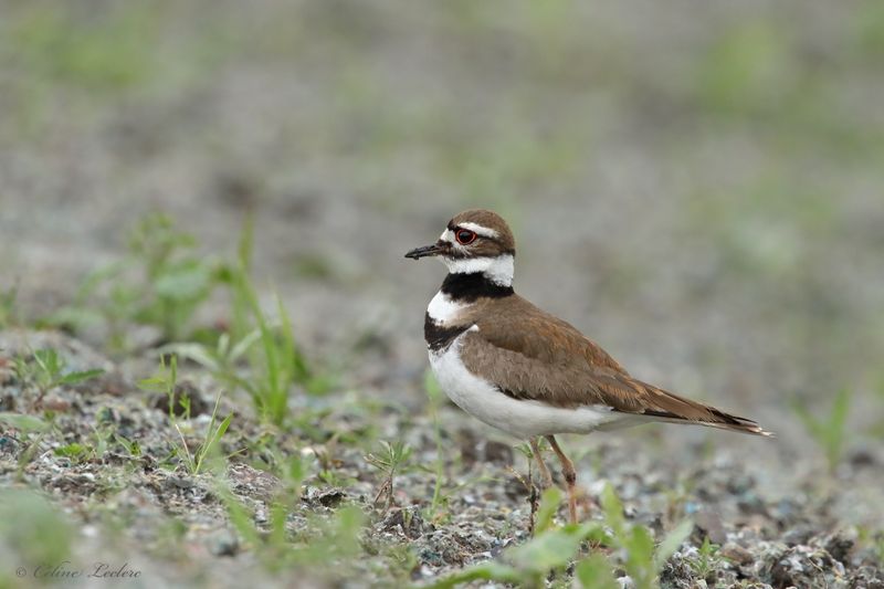 Pluvier kildir Y3A4633 - Killdeer