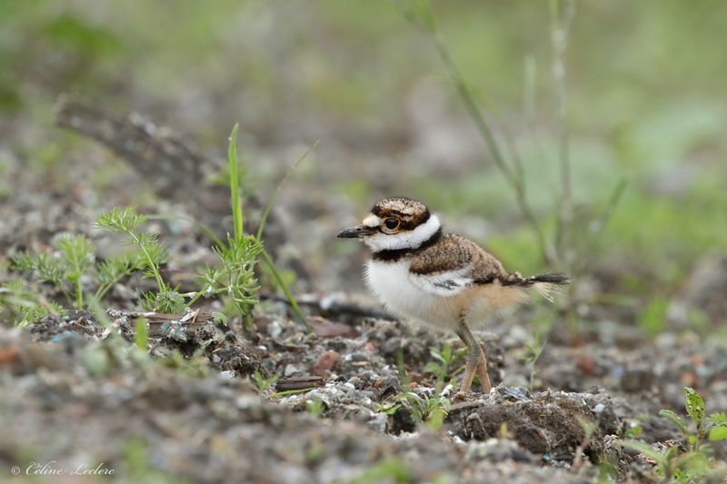Pluvier kildir (poussin) Y3A4615 - Killdeer chick