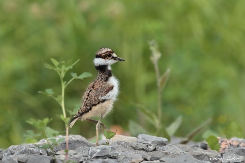 Pluvier kildir (poussin) Y3A4788 - Killdeer chick
