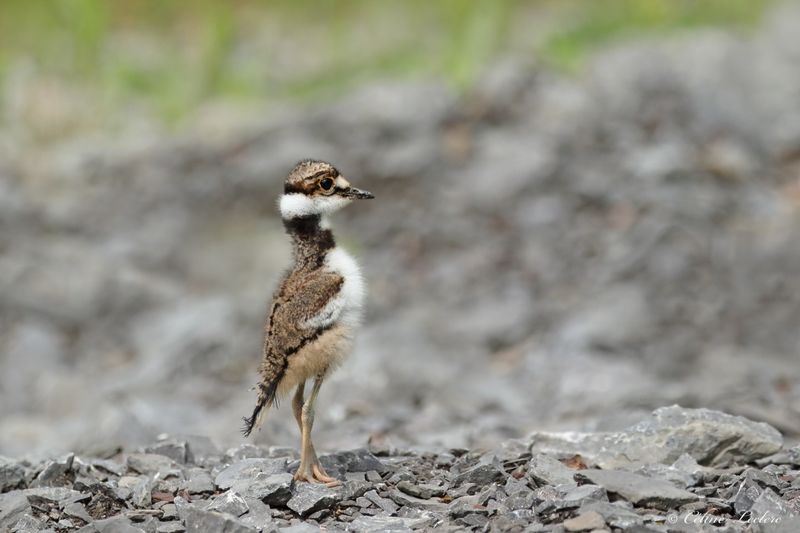 Pluvier kildir (poussin) Y3A4815 - Killdeer chick