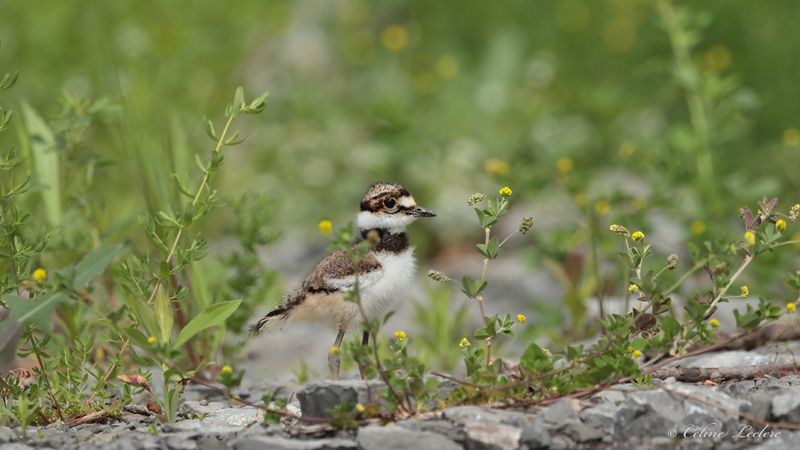 Pluvier kildir (poussin) Y3A4901 - Killdeer chick
