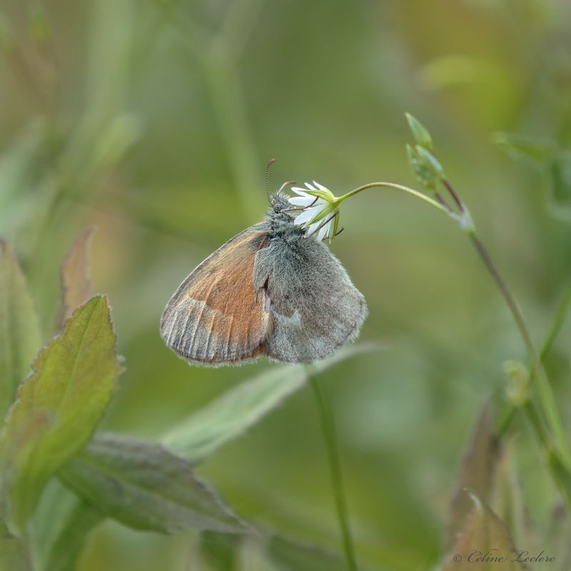 Satyre fauve commun Y3A5279 - Inornate Ringlet