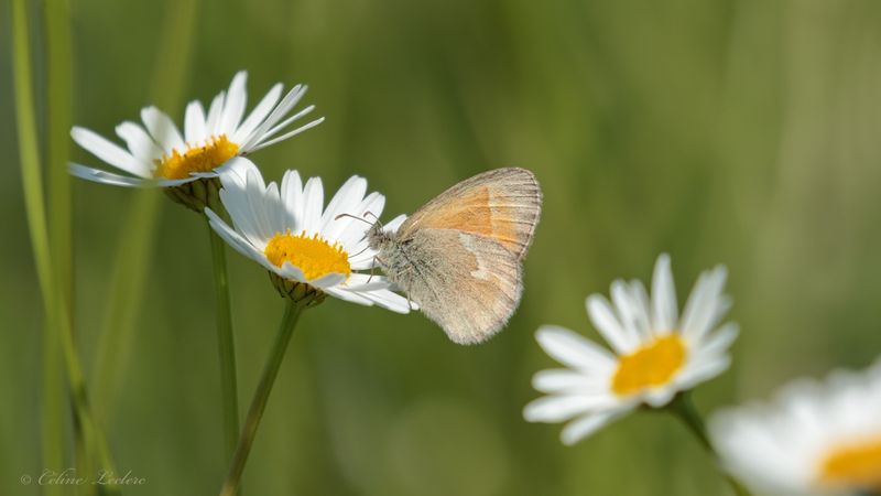 Satyre fauve commun Y3A5335 - Inornate Ringlet