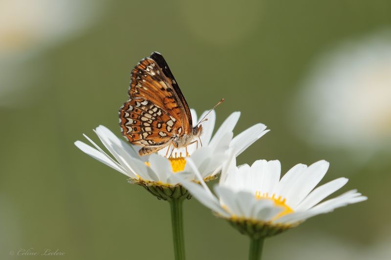 Boloria à taches argentées Y3A5403 - Silver bordered fritillary