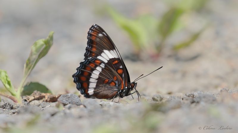 Amiral blanc Y3A5572 - White Admiral