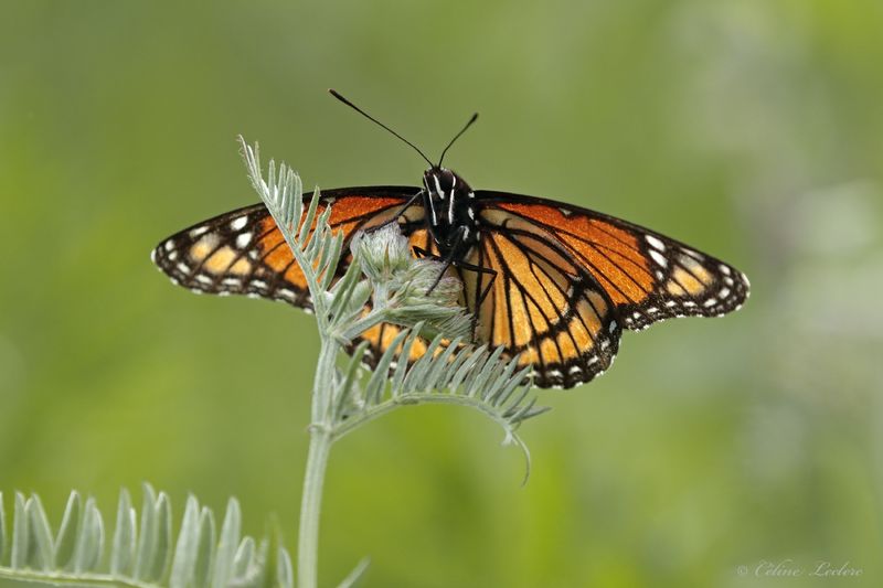 Vice-Roi Y3A5515 - Viceroy