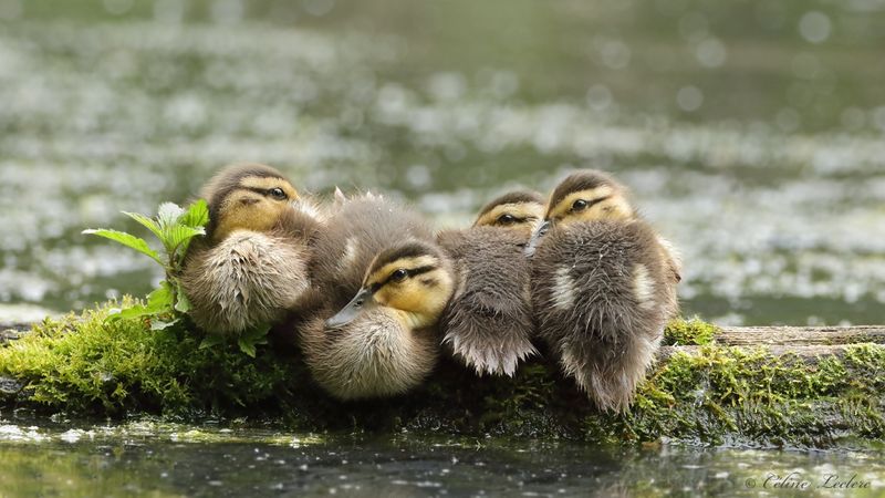 Canard colvert (juv) Y3A5789  - Mallard young 
