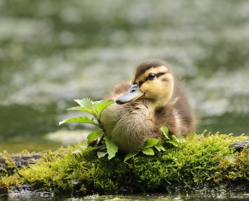 Canard colvert (juv) Y3A5945  - Mallard young 