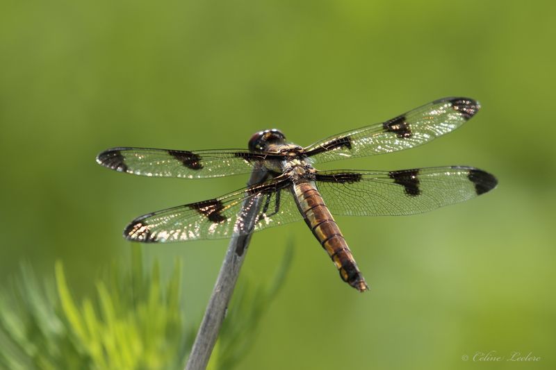 Libellule Gracieuse Y3A5533- Twelve-spotted Skim