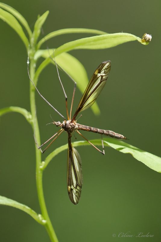 Tipule fourchue Y3A6056 - Crane fly