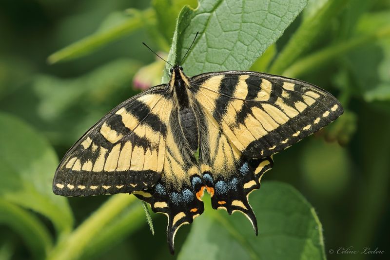 Papillon tigré du Canada Y3A5459 - Canadian tiger swallowtail