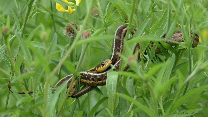 Couleuvre rayée Y3A6419 - Common garter snake