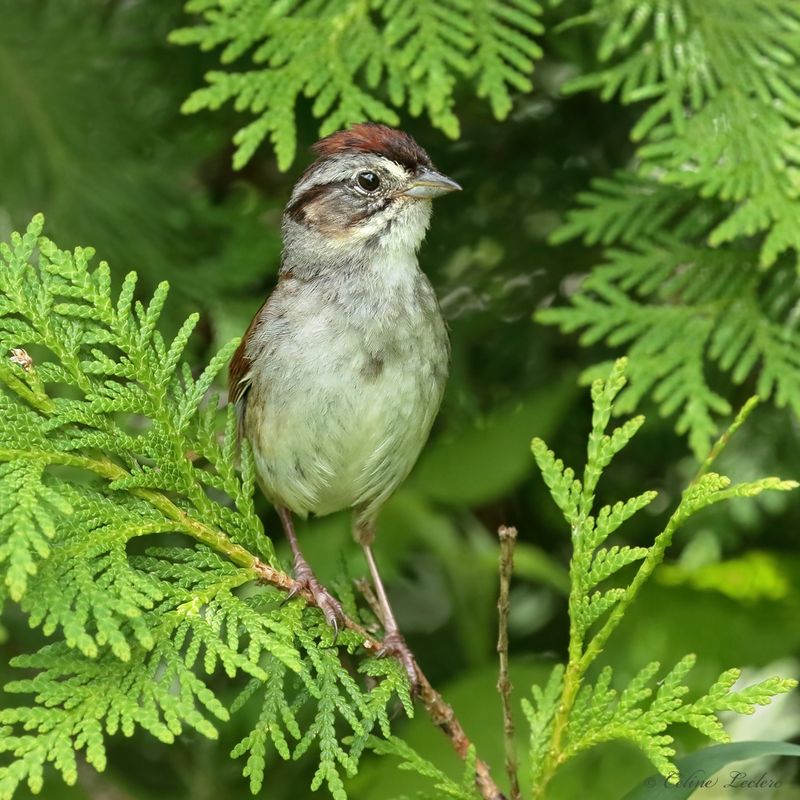 Bruant des marais Y3A6495 - Swamp Sparrow