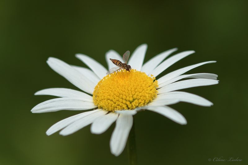 Syrphe marginé Y3A6259 - Toxomerus marginatus
