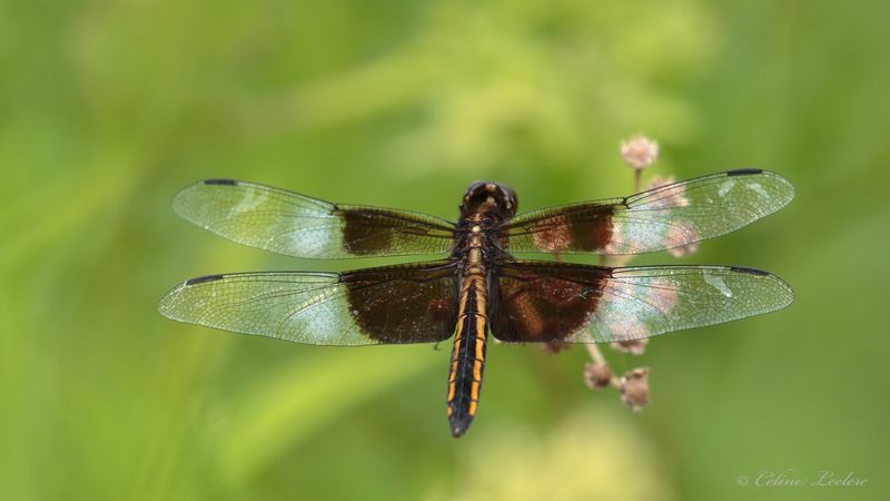 Libellule mélancolique Y3A6692 - Widow skimmer