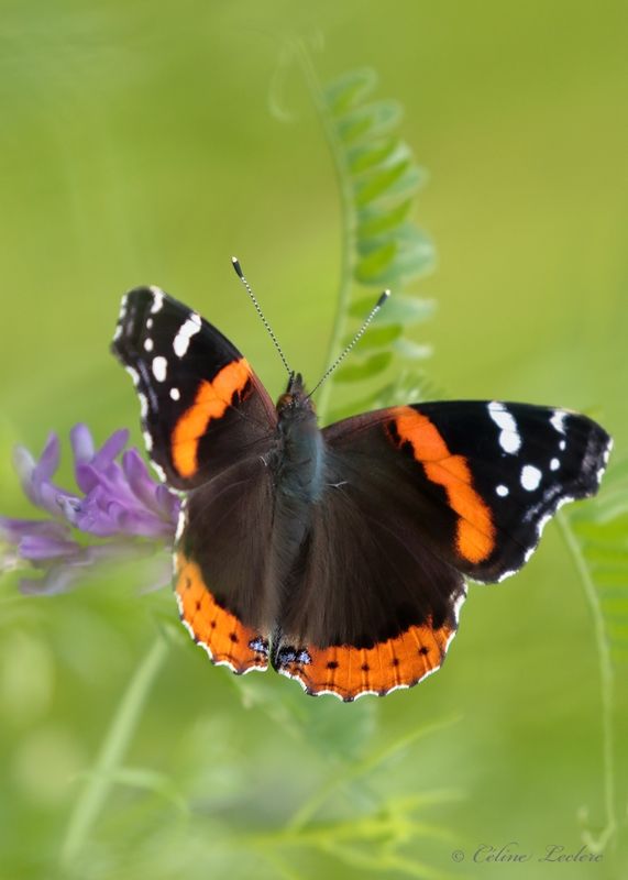 Vulcain Y3A6682 - Red Admiral