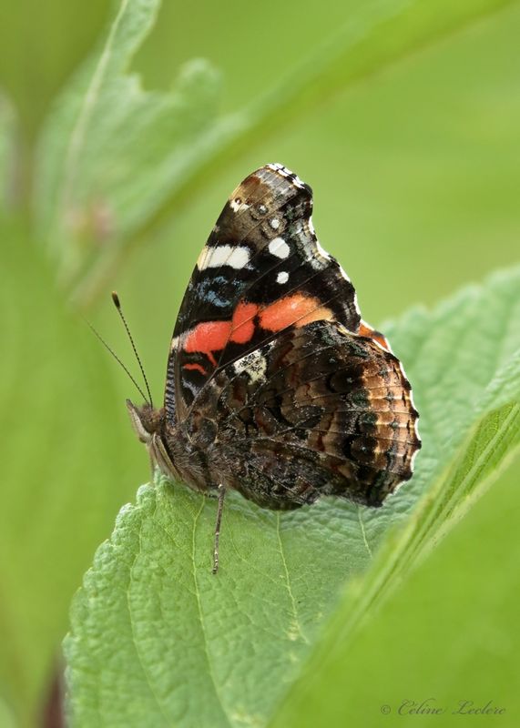 Vulcain Y3A6720 - Red Admiral