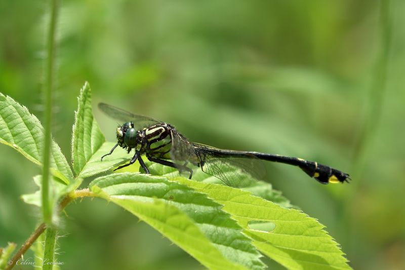 Gomphe-Cobra Y3A6040 - Cobra Clubtail