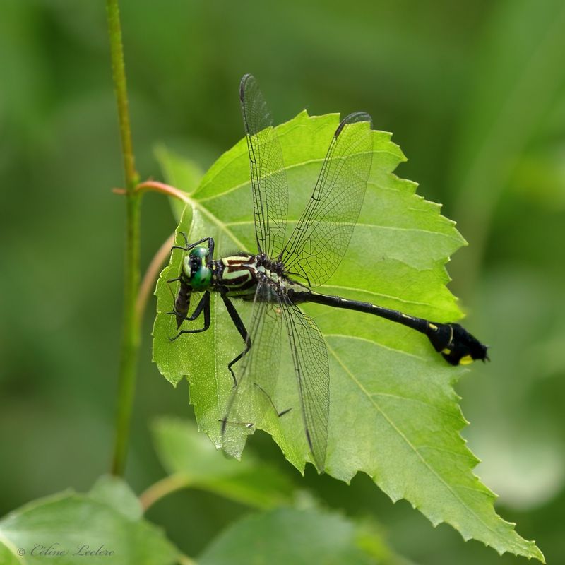 Gomphe-Cobra Y3A6049 - Cobra Clubtail