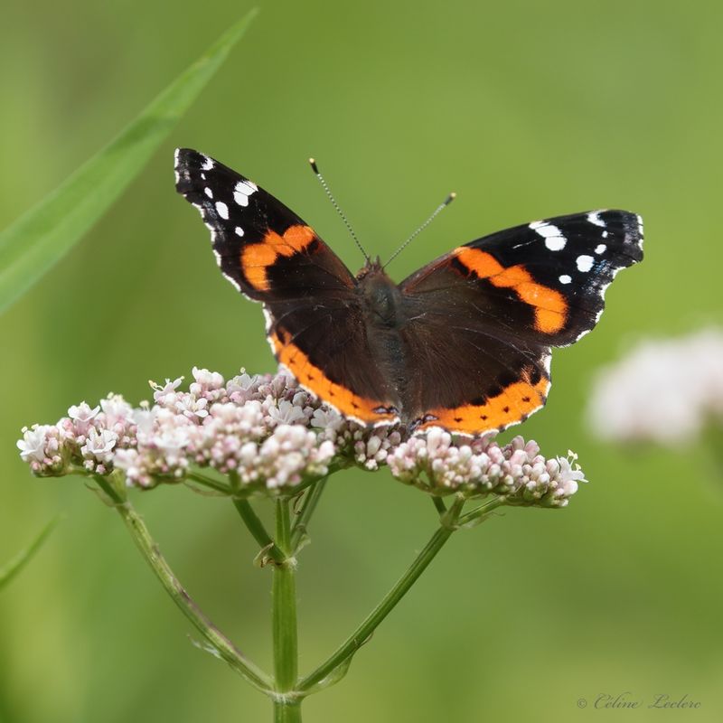 Vulcain Y3A6857 - Red Admiral