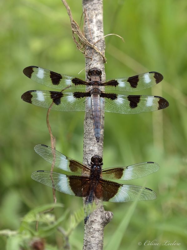 Libellules Gracieuse et Mélancolique Y3A7021 - Twelve-spotted & Widow skimmer