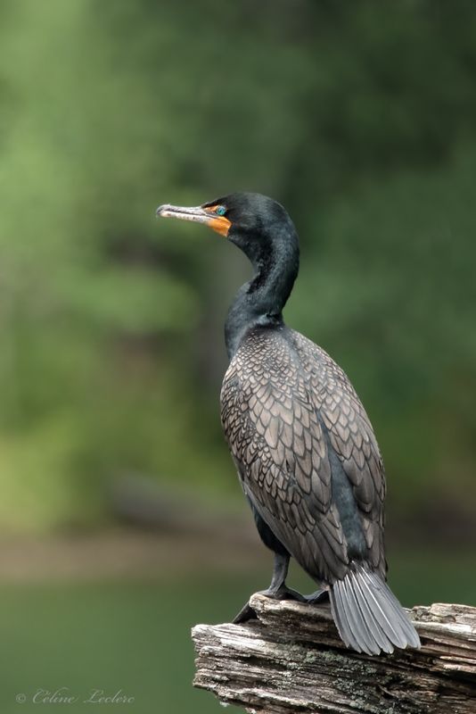 Cormoran  aigrettes Y3A6993  -  Double-crested Cormorant