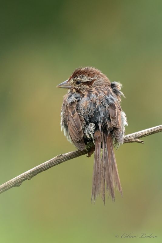 Bruant chanteur Y3A6885 - Song Sparrow