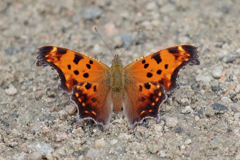 Polygone virgule Y3A7089 - Eastern Comma
