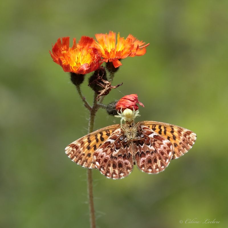 Épervière orangée / Araignée-Crabe / Boloria Y3A7399