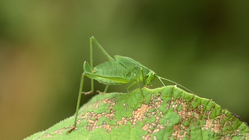 Sauterelle verte juvénile Y3A7770 - Broad-winged Bush Katydid young
