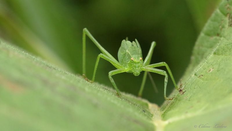 Sauterelle verte juvénile Y3A7687 - Broad-winged Bush Katydid young
