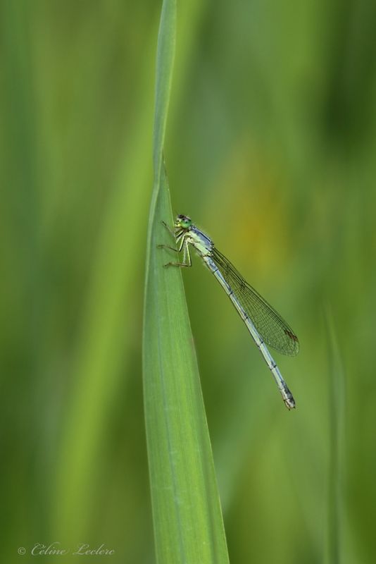 Agrion Y3A7617