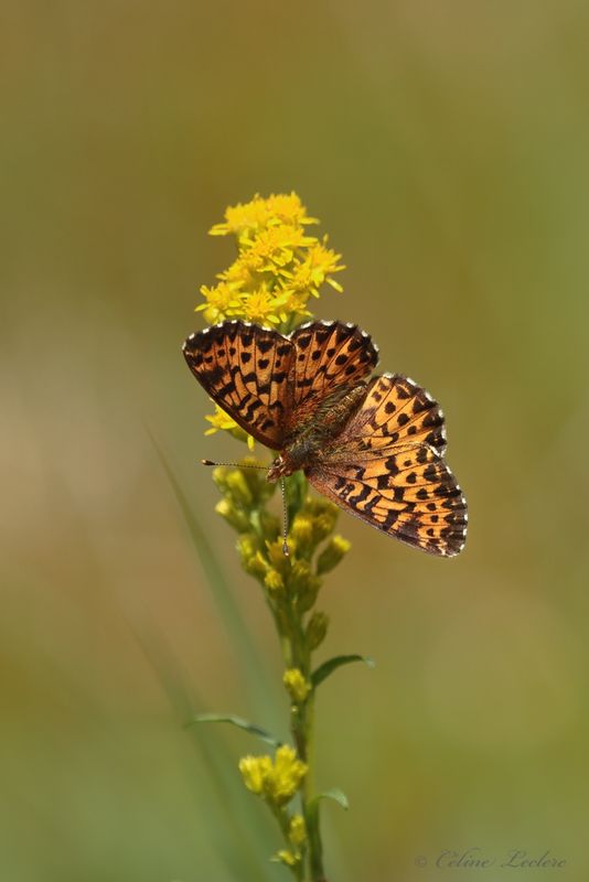 Argynne de l'Atlantique Y3A7261 - Atlantis Fritillary
