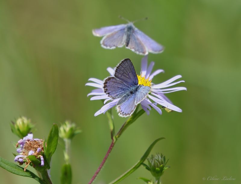 Papillon Y3A7344 - Butterfly