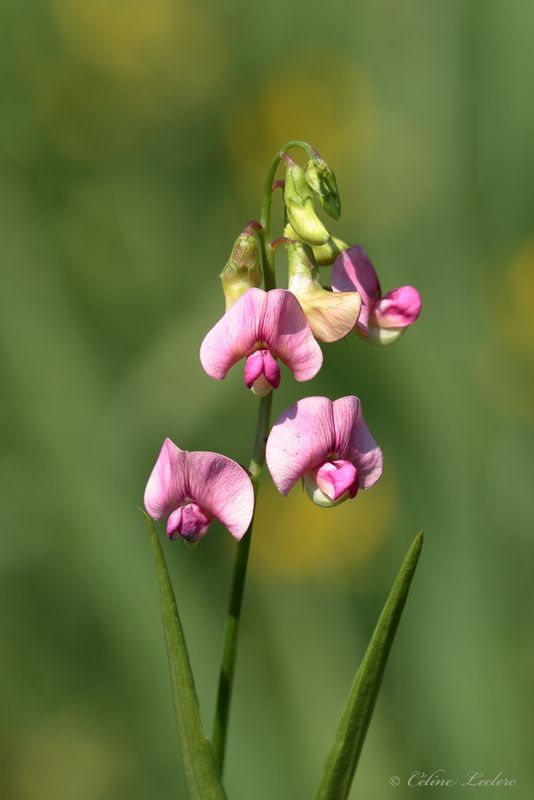 Gesse à feuilles larges Y3A6596 - Everlasting pea