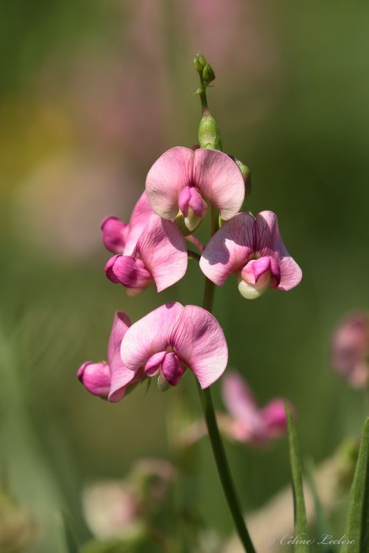 Gesse à feuilles larges Y3A6602 - Everlasting pea