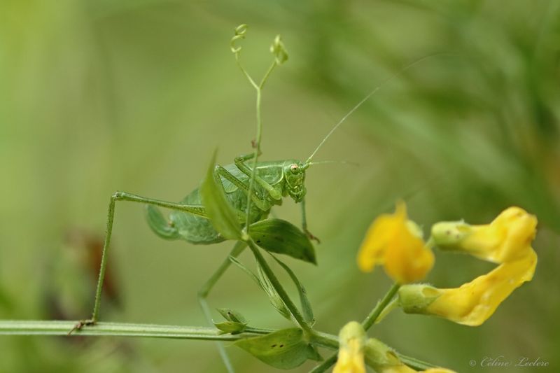 Sauterelle verte juvénile Y3A7860 - Broad-winged Bush Katydid young