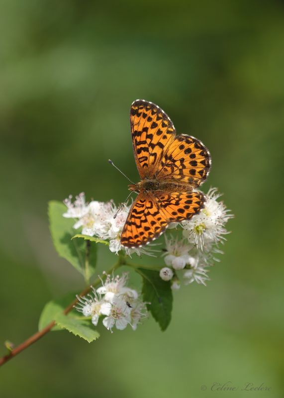 Argynne de l'Atlantique Y3A7298 - Atlantis Fritillary