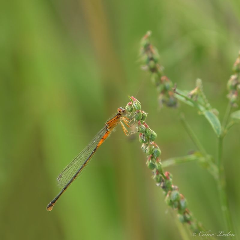 Agrion vertical (femelle immature hétéromorphe) Y3A8044