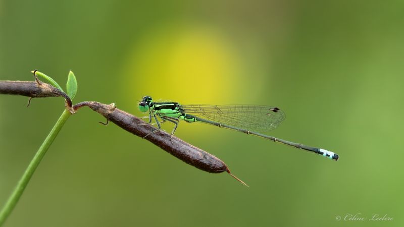 Agrion vertical mâle Y3A8033.jpg