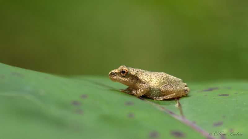Rainette crucifère Y3A8022 - Spring peeper