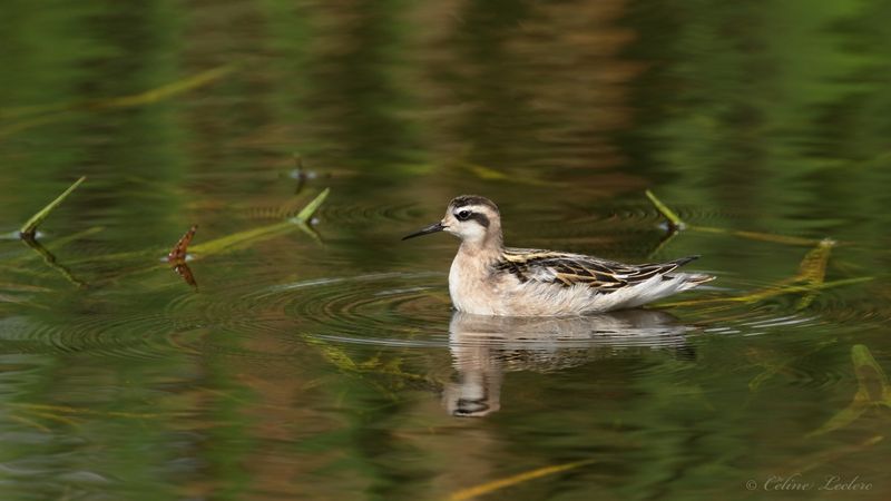 Phalarope  bec troit Y3A8581 - Red-necked Phalarope